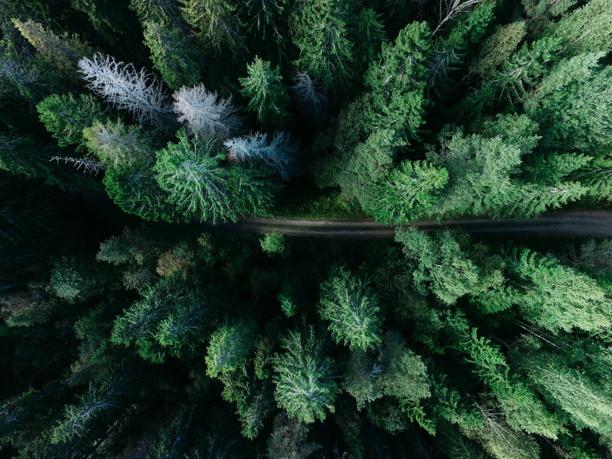 Aerial view of Southeast Asian forest cover